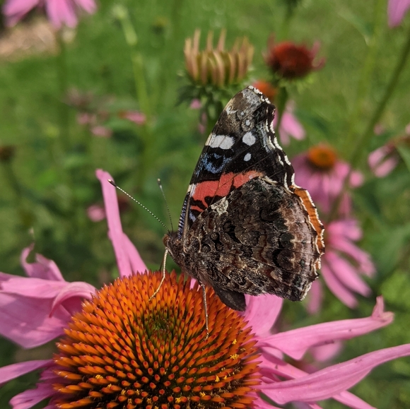 ♥️ - Picture 11 of 14